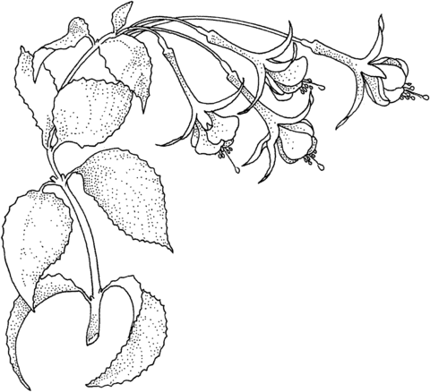 Fuchsia 1 Coloring Page